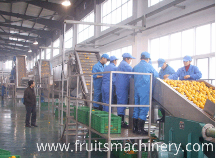 fruit screw sorting machine with conveyor